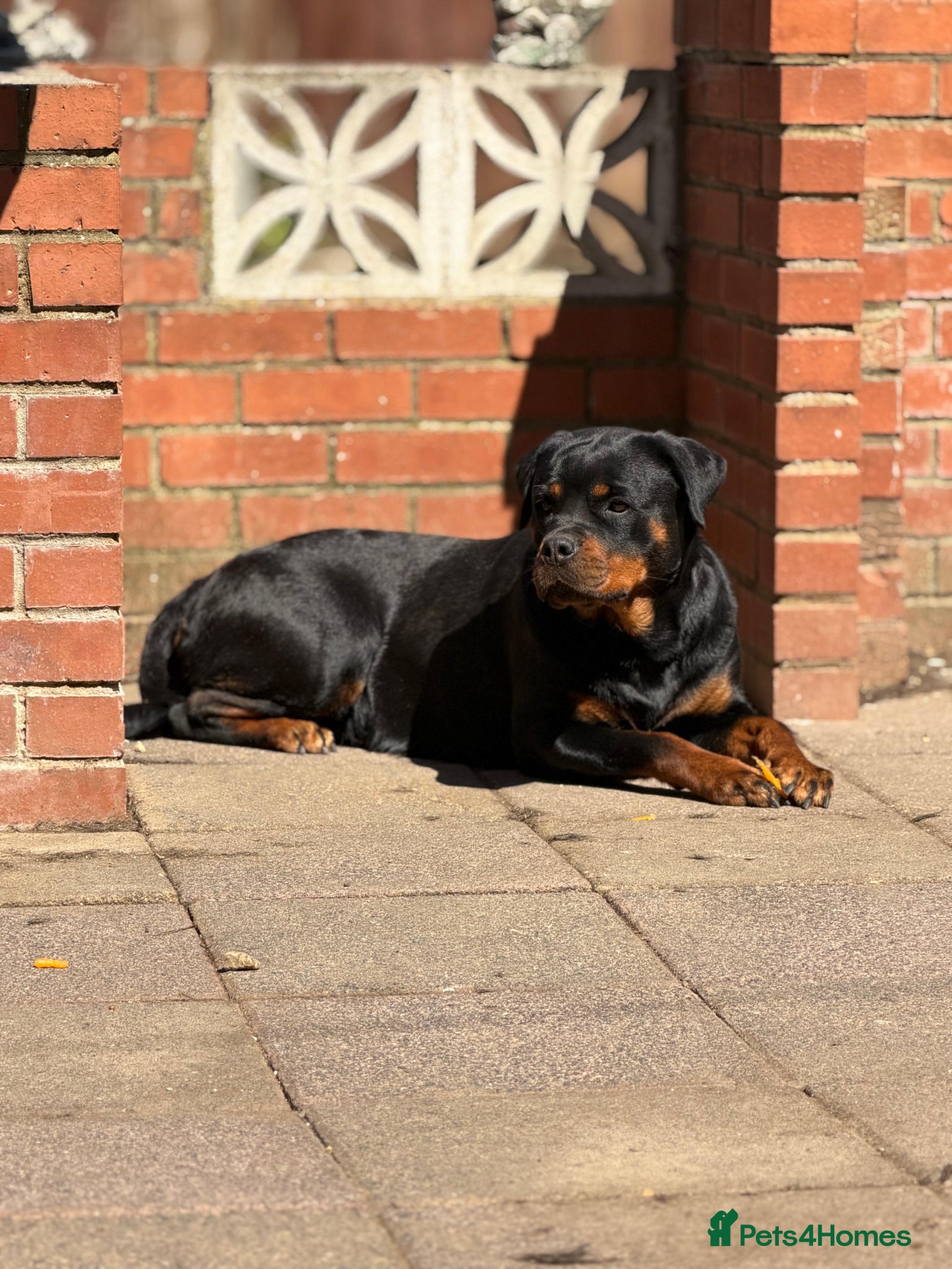 Rottweiler dogs for sale: Limited Pedigree Registered Rottweiler Puppies - Advert 1