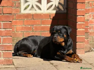 Rottweiler dogs Limited Pedigree Registered Rottweiler Puppies - Advert 5