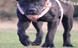 Presa Canario dogs for sale: Presa canario puppies (recognised breeder) - Image 8