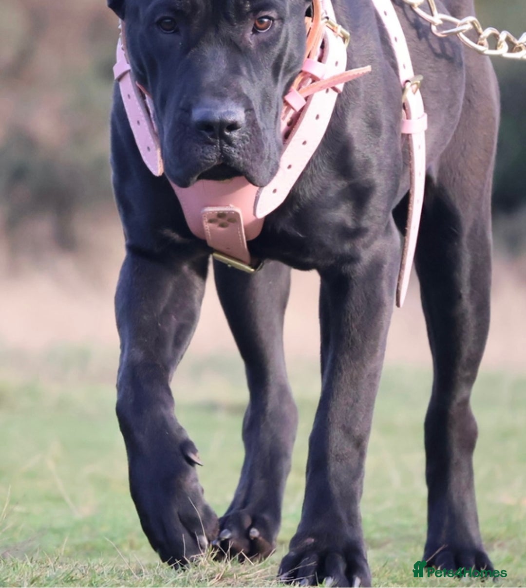 Presa Canario dogs for sale: Presa canario puppies (recognised breeder) - Image 8