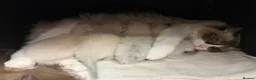 Ragdoll cats for sale: 4 beautiful, gentle, fluffy and active kittens  in Glasgow - Advert 25