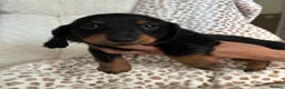 Miniature Dachshund dogs for sale: BLACK AND TAN MINIATURE DOXIES  in Wallsend - Advert 3
