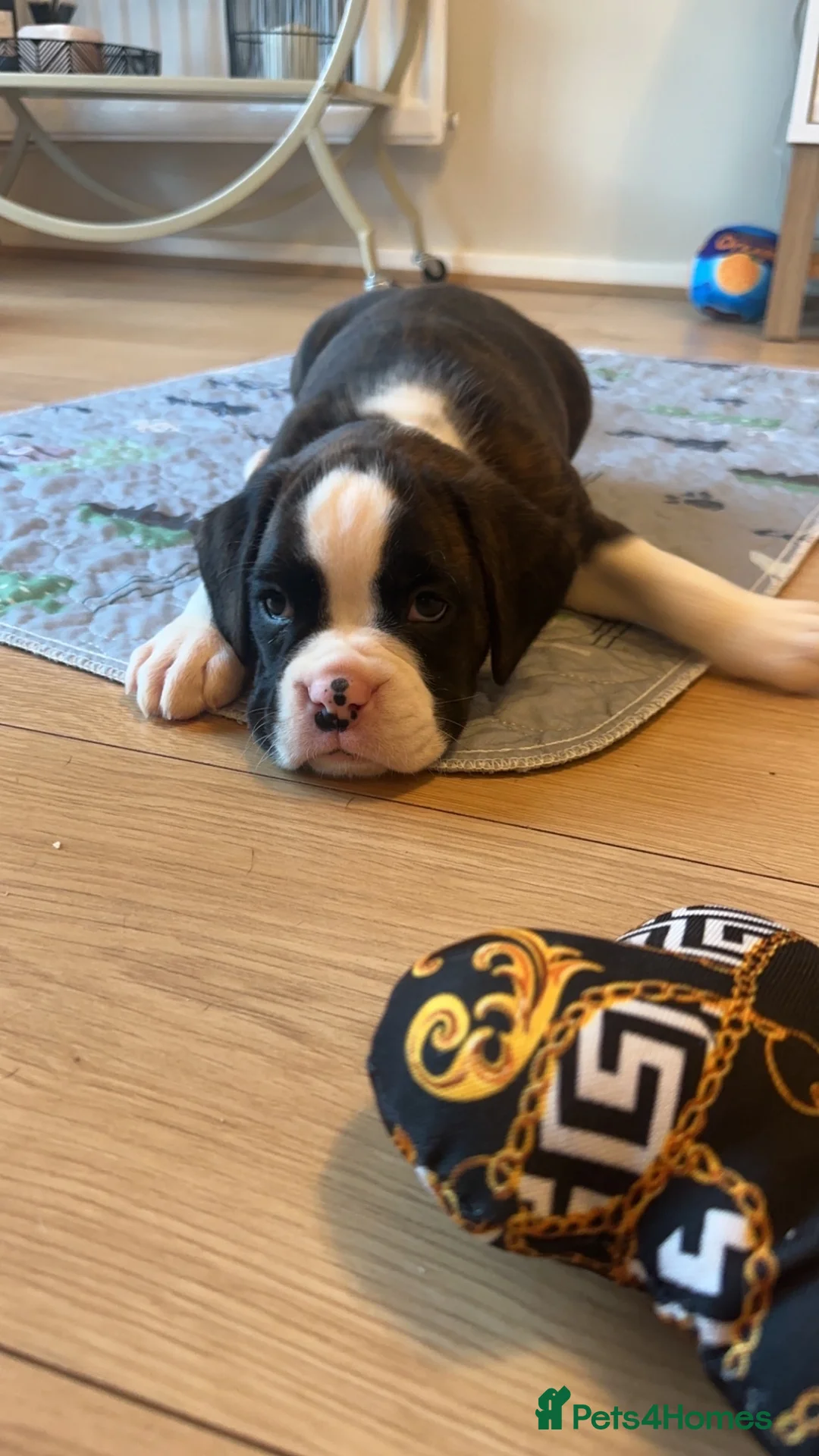 Boxer dogs for sale: Beautiful Bobtail & Longtail boxers due March 3rd. - Advert 9