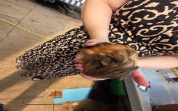 Guinea Pig rodents for sale: 2 beautiful guinea pigs - Image 4
