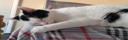 Domestic Shorthair cats for adoption: Rosie and Jim are a wonderful pair - Advert 2
