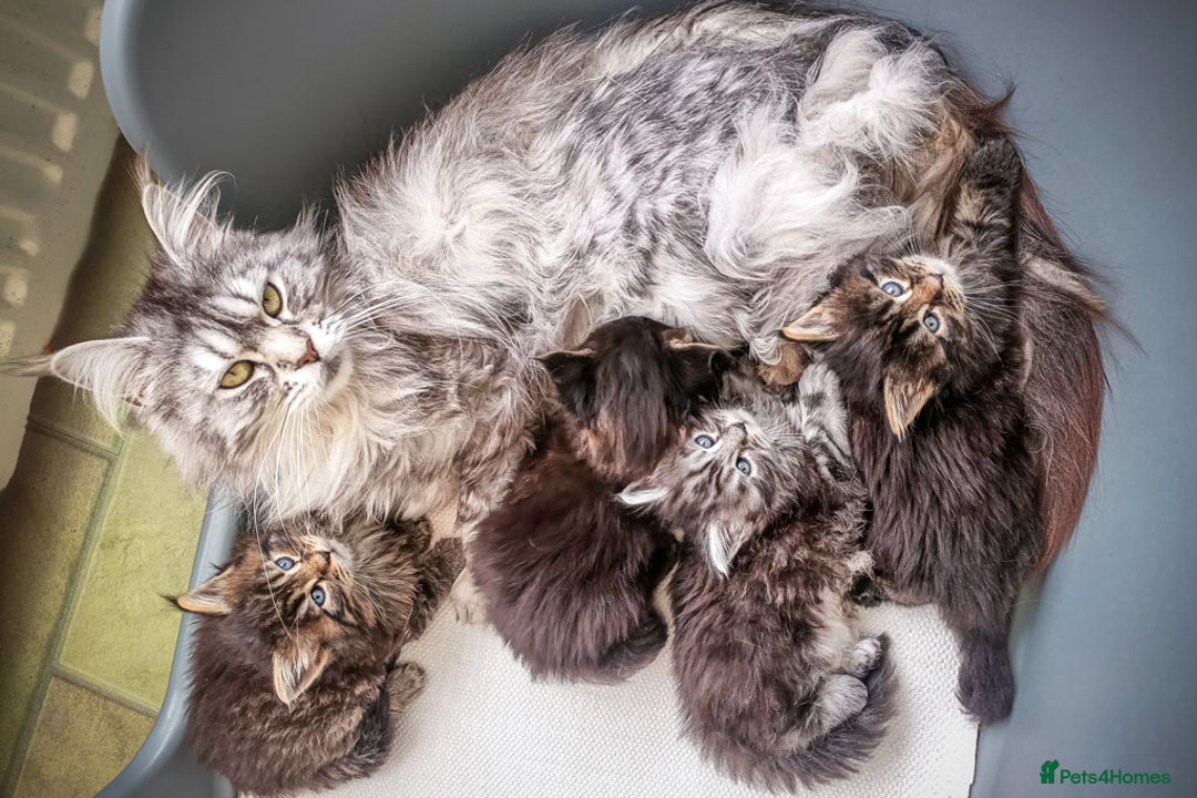 Maine Coon cats for sale: Purebred Maine Coon Kittens - Image 7