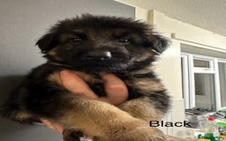 German Shepherd dogs for sale: German shepherd  - Image 21
