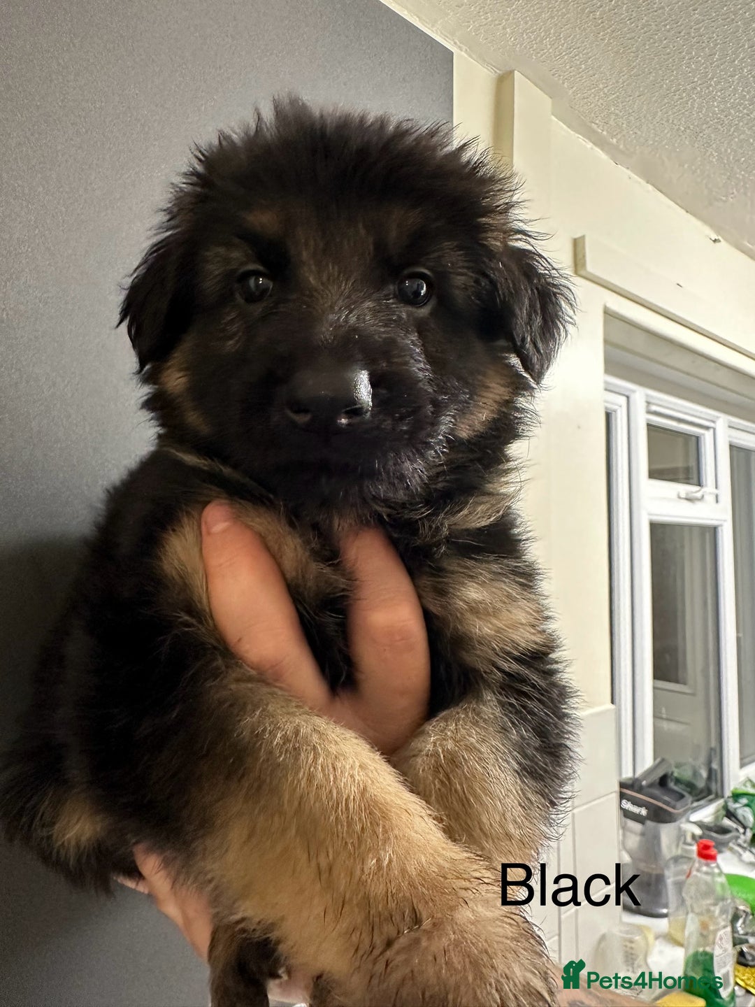 German Shepherd dogs for sale: German shepherd  - Image 21