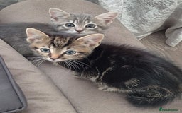Mixed Breed cats for sale: Cats for free - Image 4