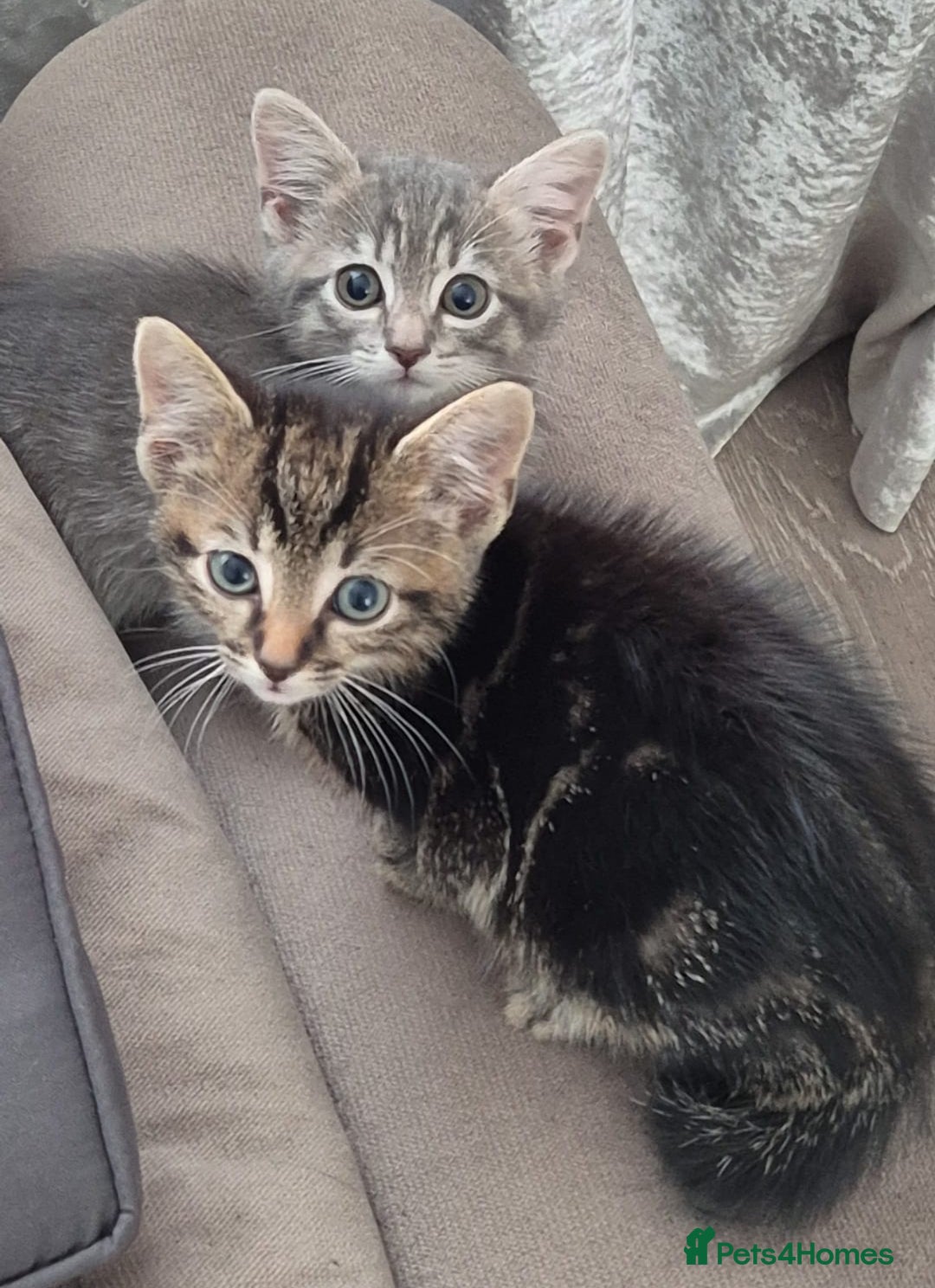 Mixed Breed cats for sale: Cats for free - Image 4