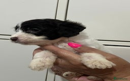 Cockapoo dogs for sale: Cocapoo - Image 13