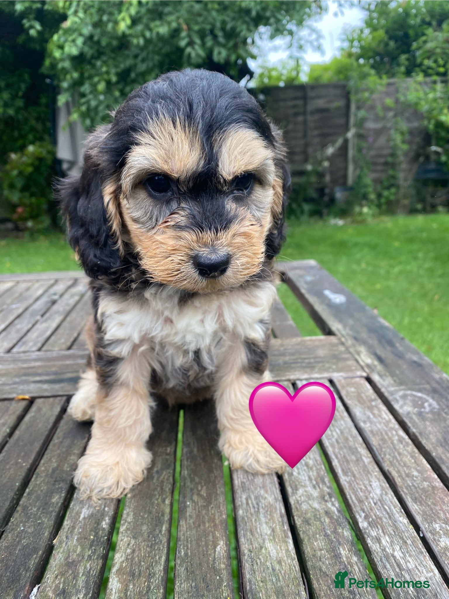 Cockapoo dogs for sale: F1 SABLE COCKAPOOS. - Advert 5