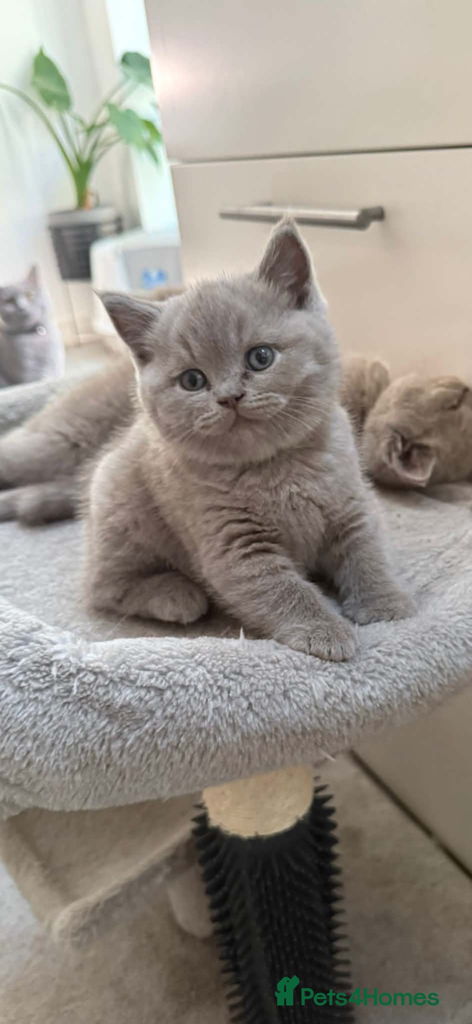 British Shorthair cats Lilac British shorthair male 14 weeks old  - Advert 3