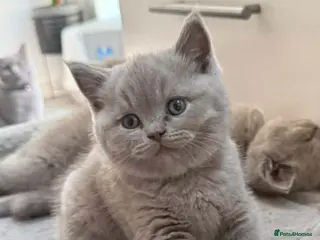 British Shorthair cats Lilac British shorthair male 14 weeks old - Advert 3