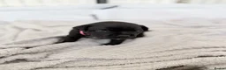 Staffordshire Bull Terrier dogs for sale: KC REG CHAMPION Staffordshire bull terrier puppies - Advert 15