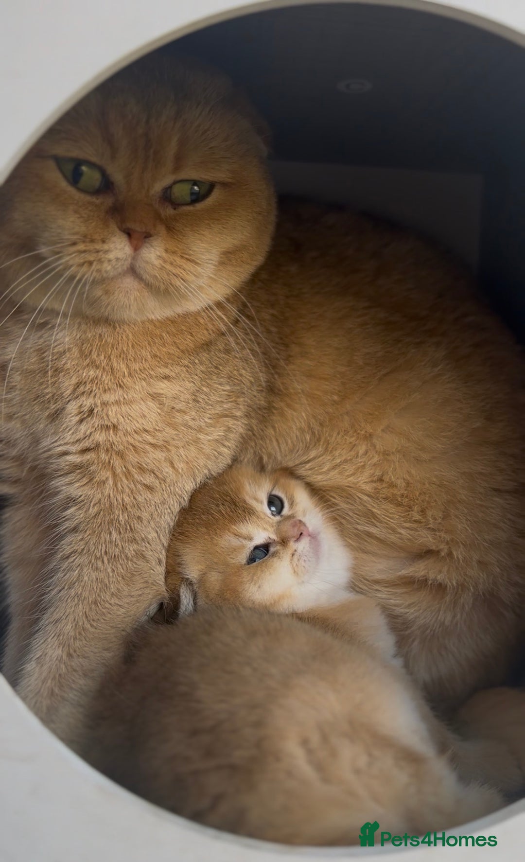 Scottish Fold cats for sale: 🌟Beautiful Scotish Fold/Straight Baby’s 🌟 - Advert 10