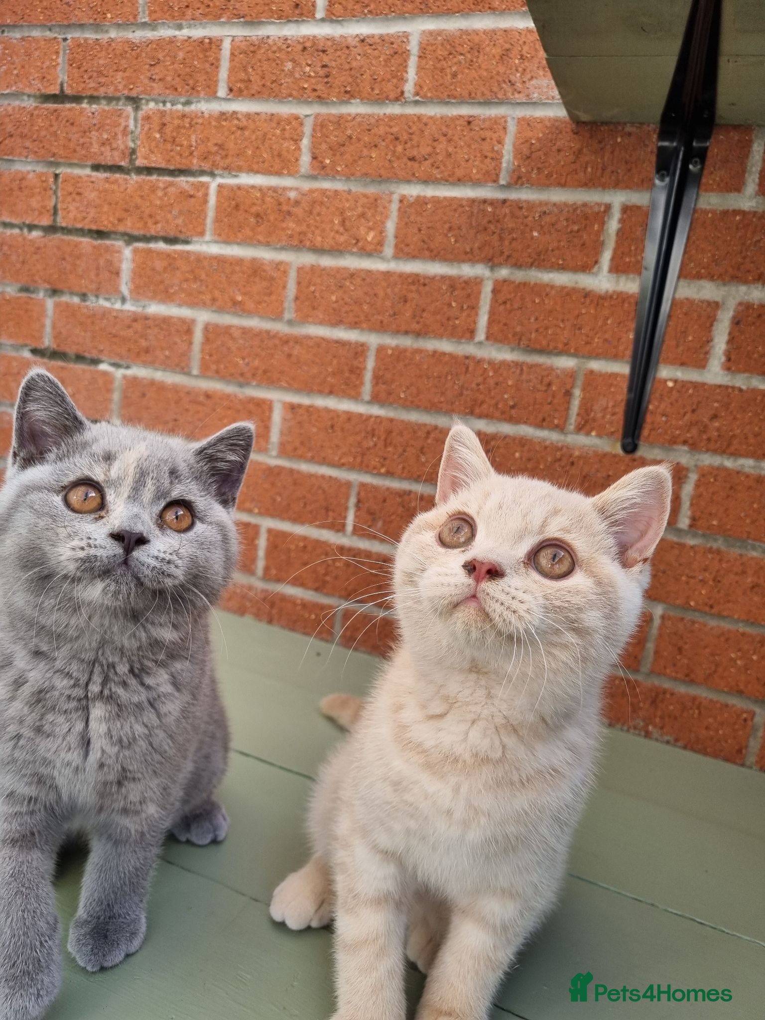 British Shorthair cats British Shorthair boy and girl.  - Advert 1