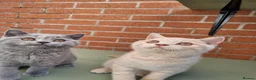 British Shorthair cats for sale: British Shorthair boy and girl.  - Advert 1