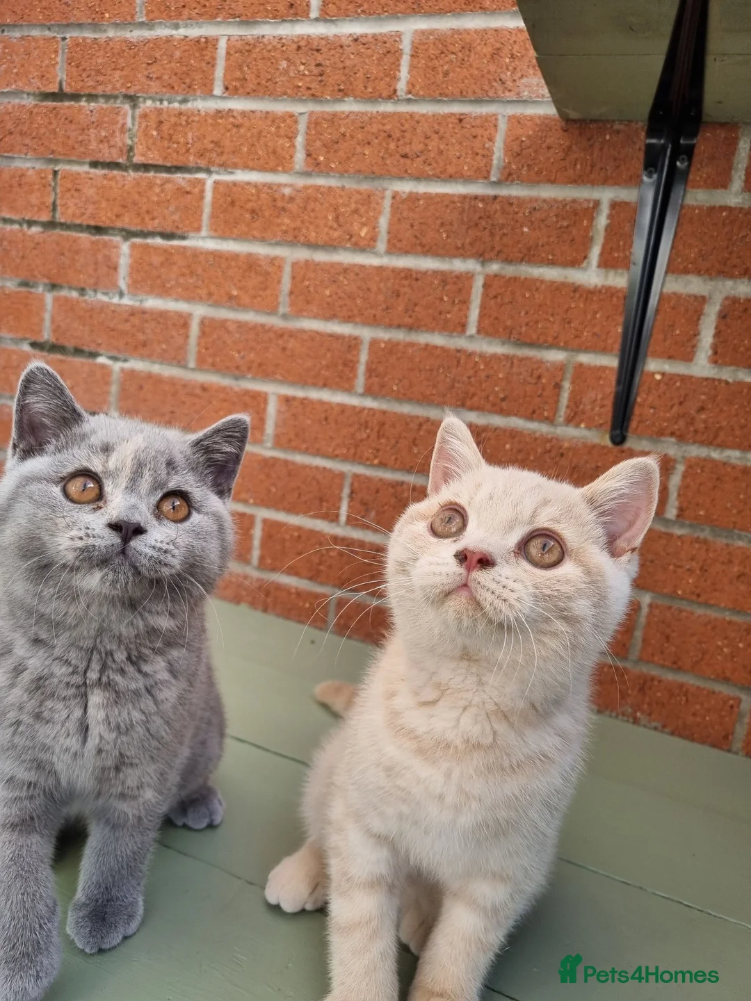 British Shorthair cats for sale: British Shorthair boy and girl.  - Advert 1