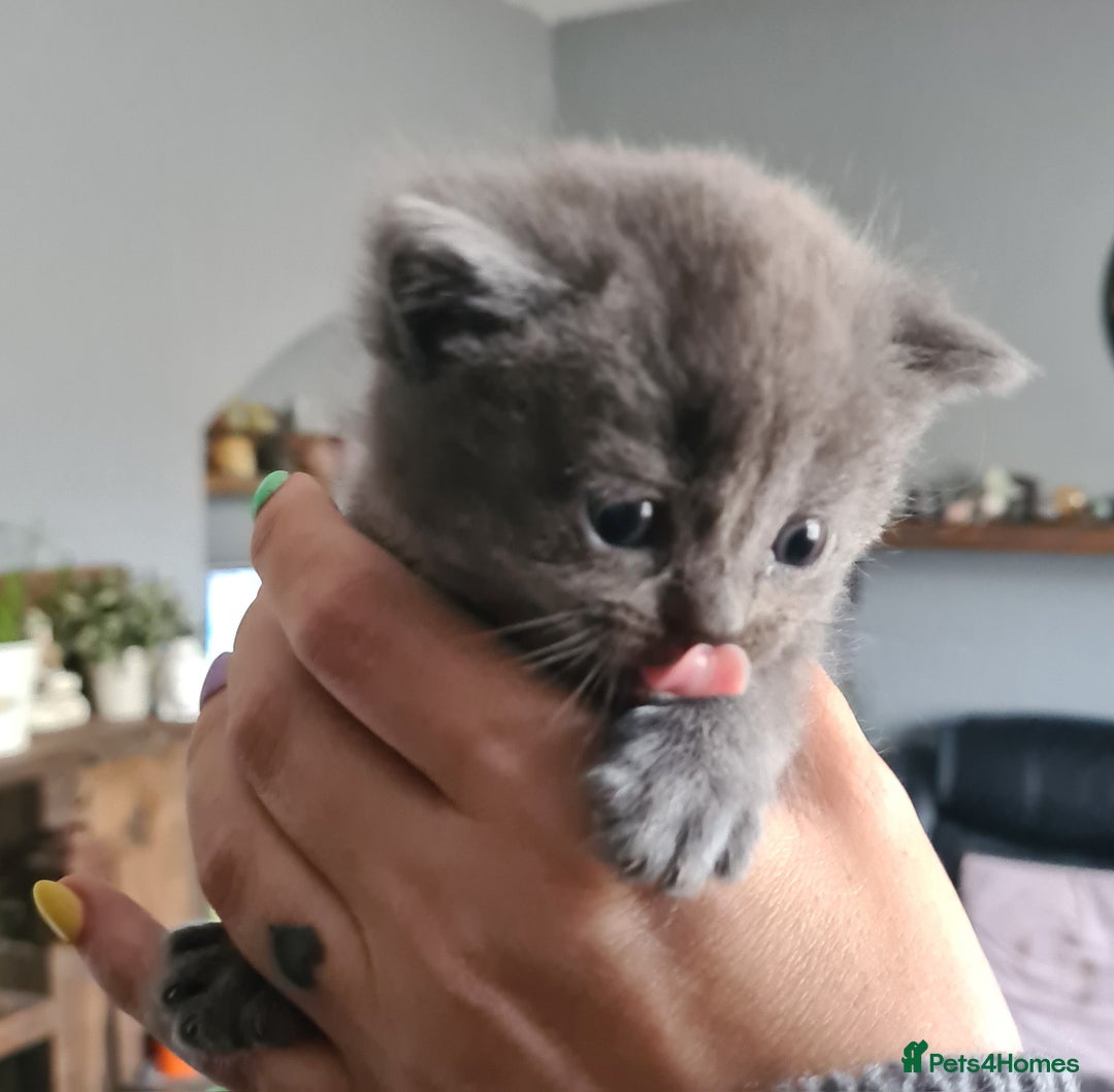 British Shorthair cats for sale: British short hair kittens  - Image 3