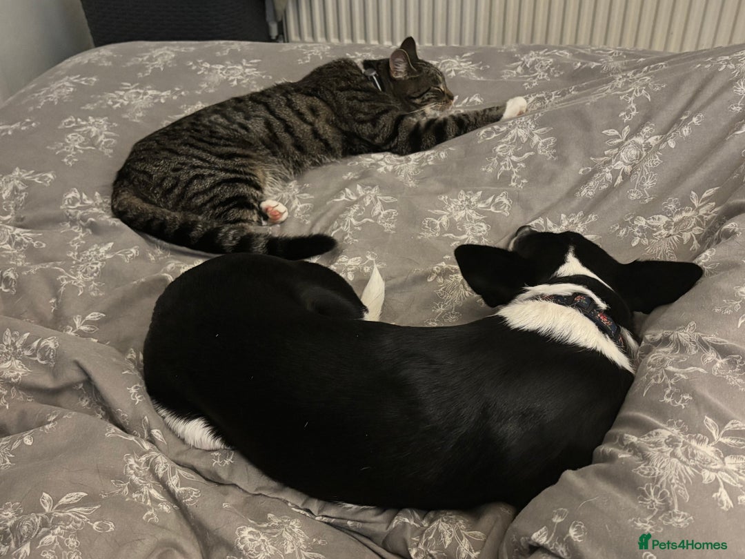 Mixed Breed dogs for sale: Poppy  - Advert 5