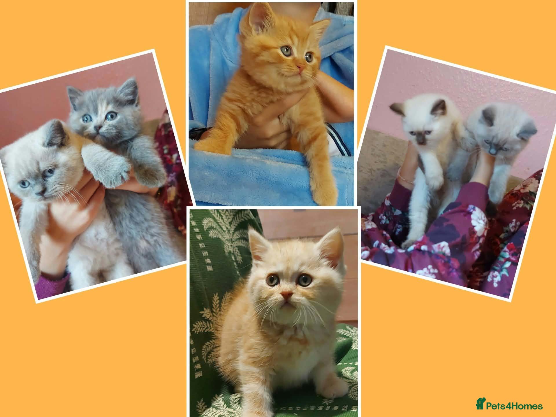 British Shorthair cats Variety of colours kittens Bradford  - Advert 1