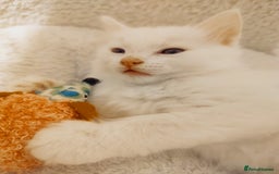 British Longhair cats for sale: White longhair domestic kitten - Image 3