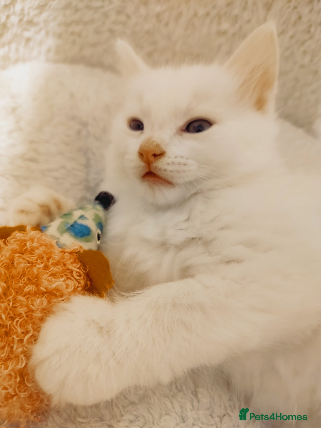 British Longhair cats for sale: White longhair domestic kitten - Image 3
