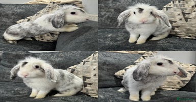 Mini Lion Lop rabbits - Advert 7