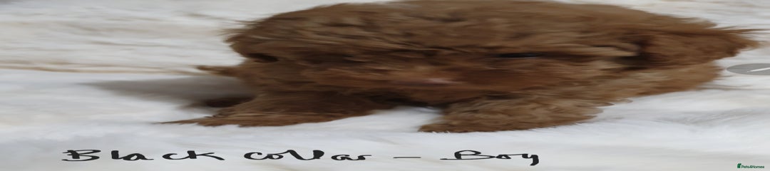 Boy - black collar