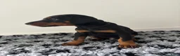 Dobermann dogs for sale: 9 Doberman Puppies- Ready to leave 6th June - Advert 21