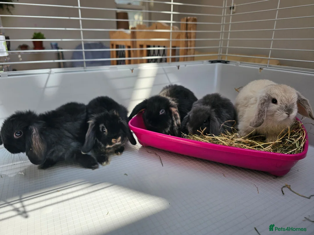 Mini Lop rabbits for sale: Mini lop bunnys  - Advert 3