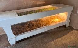 Tortoise reptiles for sale: 2 horsefield tortoises need rehoming!  - Image 8