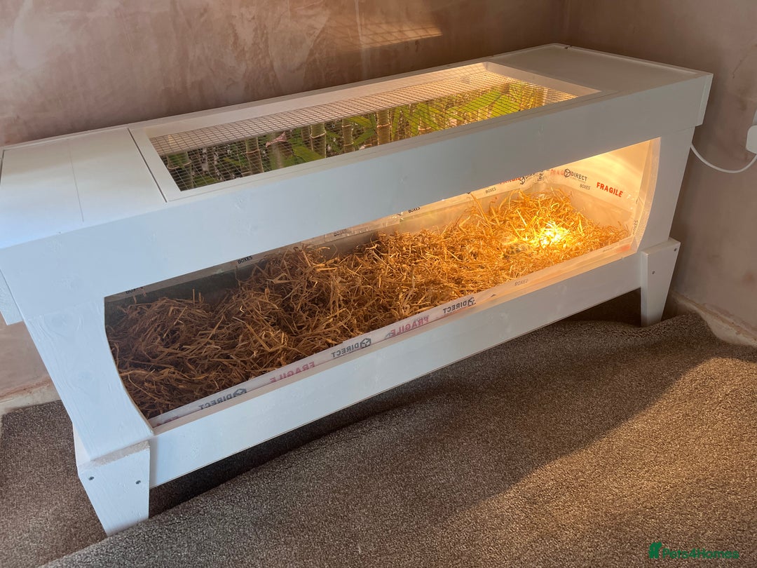 Tortoise reptiles for sale: 2 horsefield tortoises need rehoming!  - Image 8
