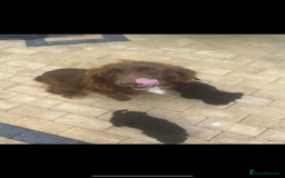 Cockapoo dogs for sale: Cockapoo Puppies  - Image 8