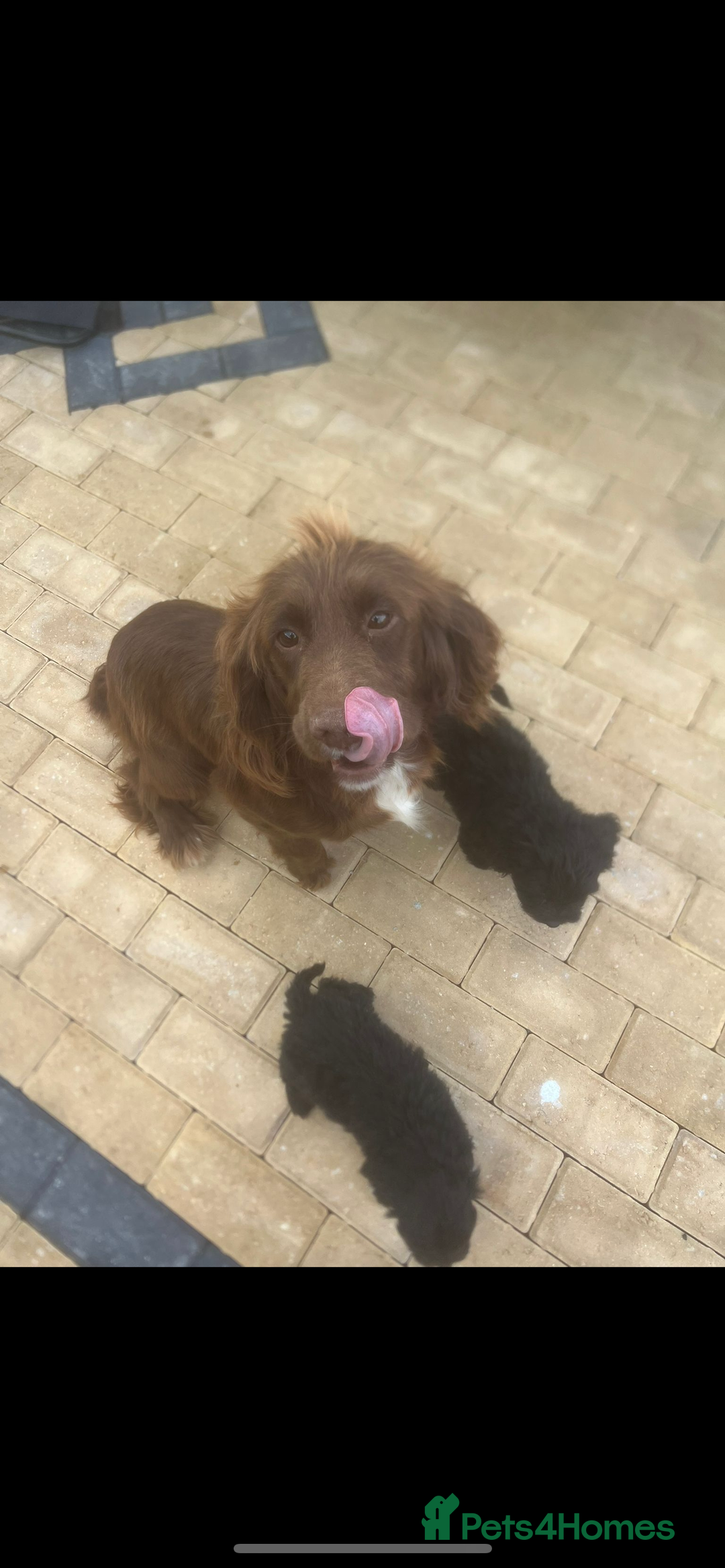 Cockapoo dogs for sale: Cockapoo Puppies  - Image 8