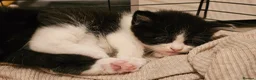 British Shorthair cats for sale: BSH X MAINECOON - Advert 10