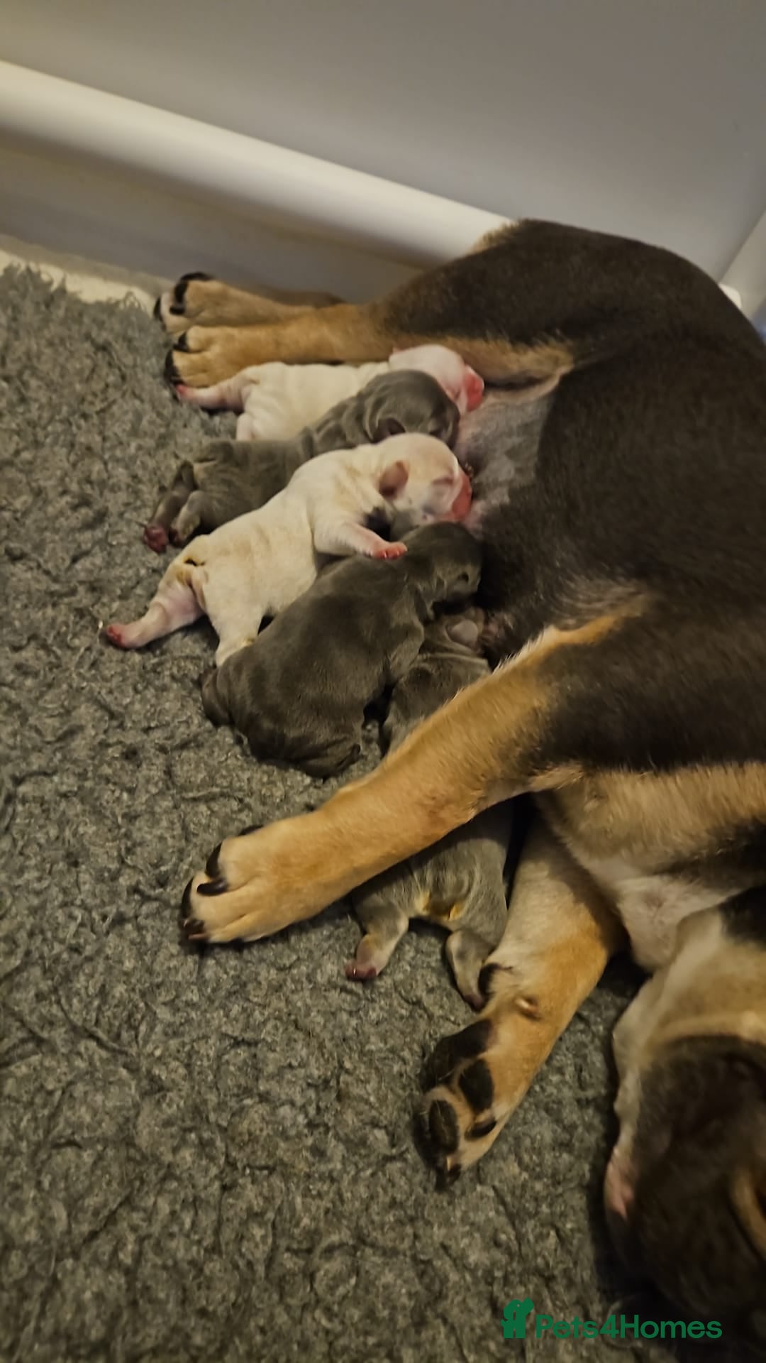 French Bulldog dogs for sale: FROM £1500 French bulldogs 2 FEMALE 3 MALE - Image 7