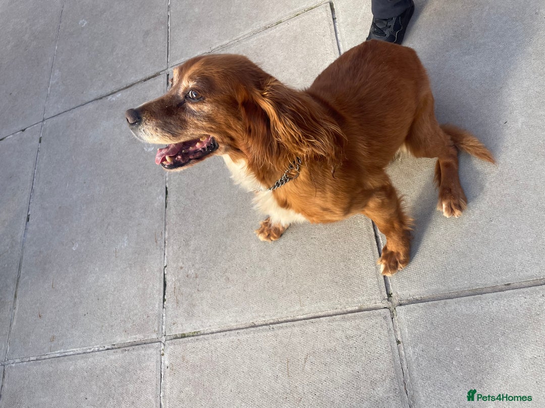 Cocker Spaniel dogs for sale: 10 year old cocker spaniel  - Image 4
