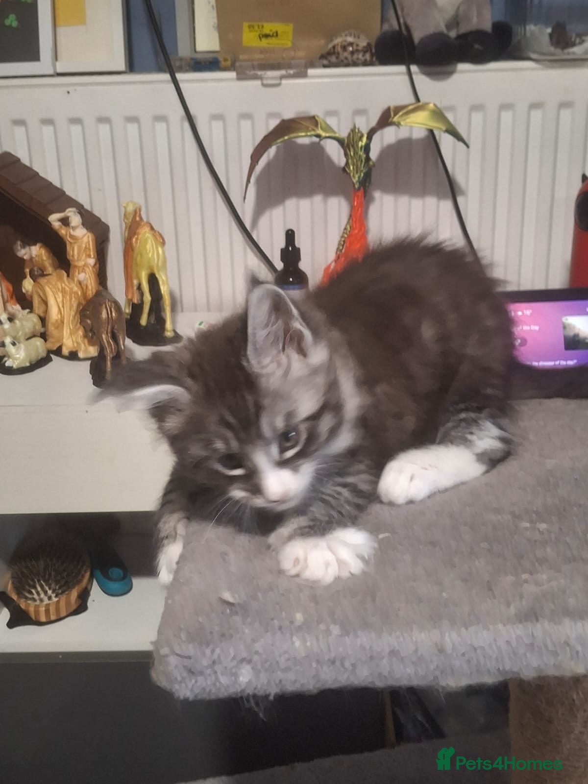 Maine Coon cats Tabby smoke main coon kittens - Advert 2