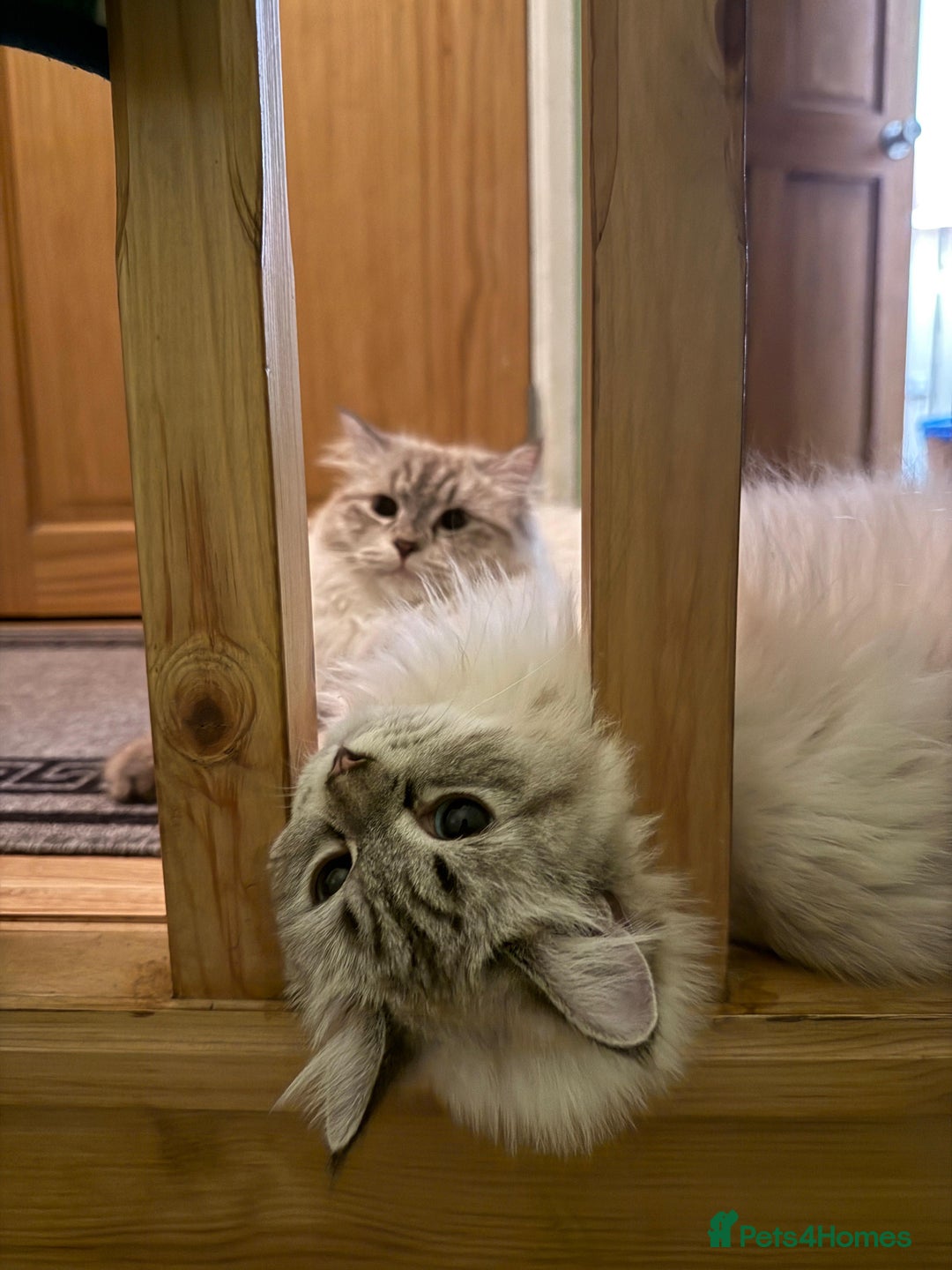 Siberian cats for sale: GCCF Registered Siberian Neva Masquerade Kittens - Image 9