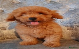 Maltipoo dogs for sale: Beautiful maltipoo puppies for sale - Image 2