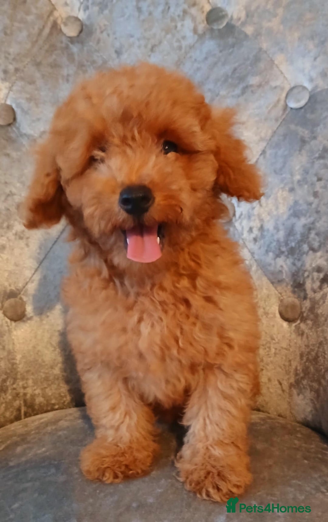 Maltipoo dogs for sale: Beautiful maltipoo puppies for sale - Image 2