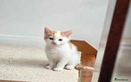 Mixed Breed cats for sale: Heart-Marked & Beautiful Kittens Ready - Image 14
