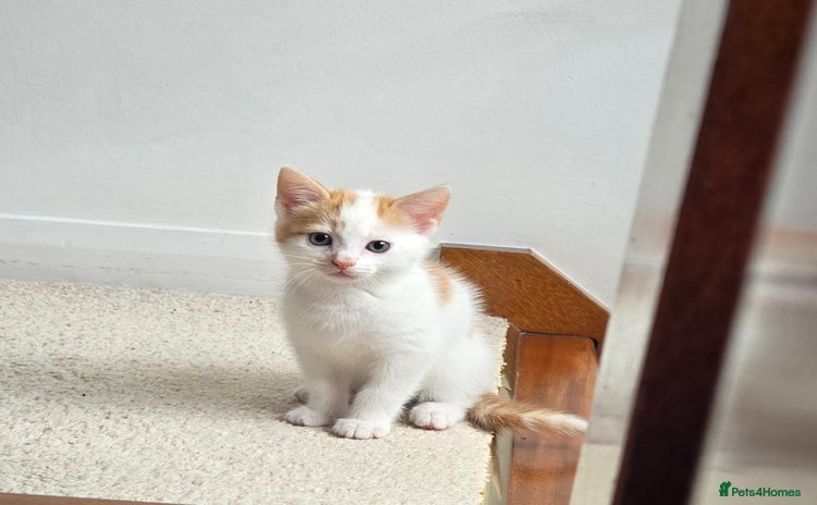 Mixed Breed cats - Advert 4