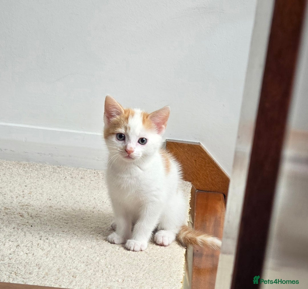 Mixed Breed cats for sale: Heart-Marked & Beautiful Kittens Ready - Image 14