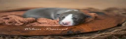 Whippet dogs for sale: KC Reg Whippet Pups-Heart Tested Clear Parents in Caernarfon - Advert 12