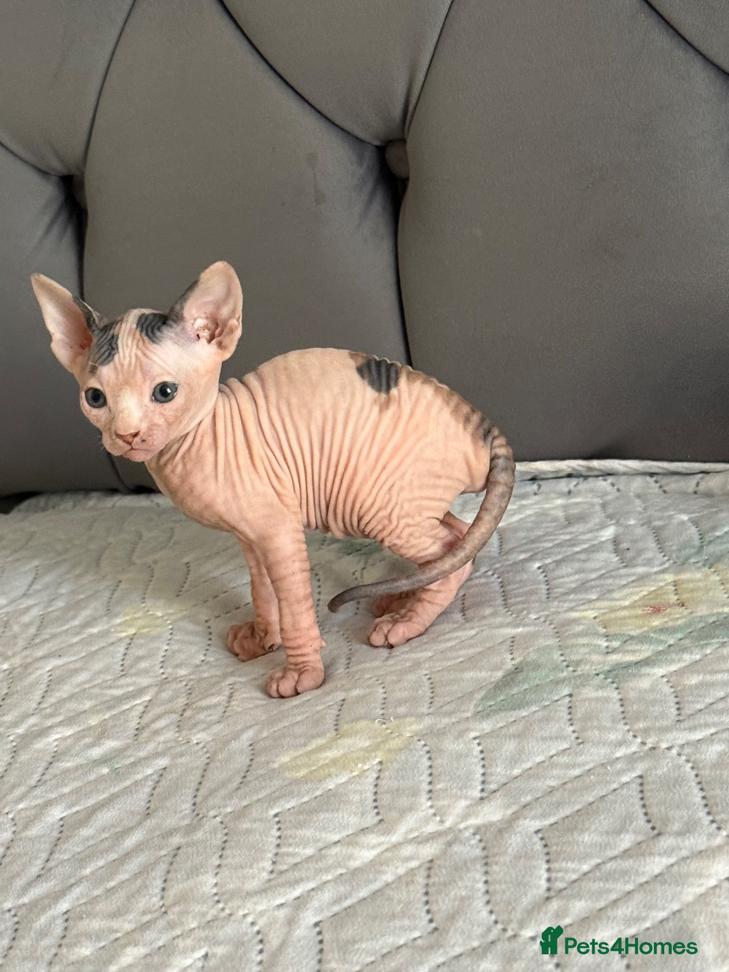 Sphynx cats sphynx kittens for reservations  - Advert 1