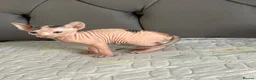 Sphynx cats for sale: sphynx kittens for sale - Advert 22