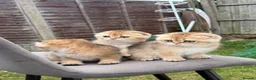 Scottish Fold cats for sale: British golden cat - Advert 14